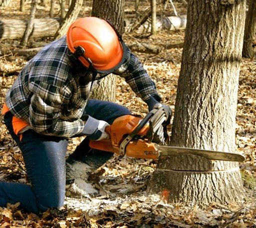 Tree Removal in Bryson, TX